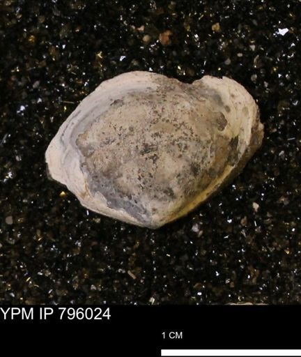 Spisula elliptica