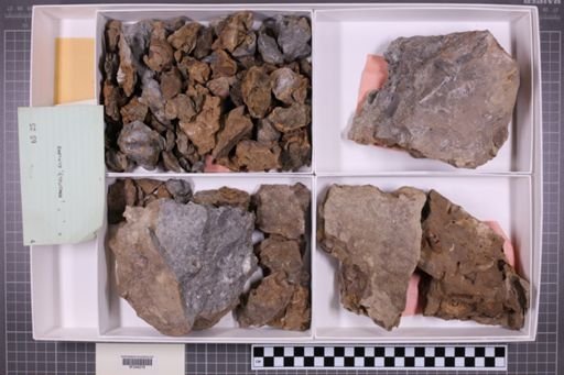 mixed taxa, stratigraphic collection