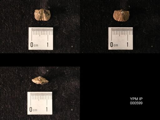 Platystrophia precedens