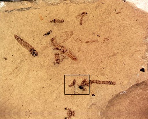 undet. Diptera