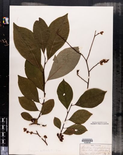 Lindera benzoin