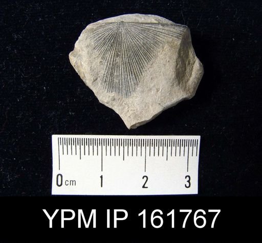 Schuchertella subplana