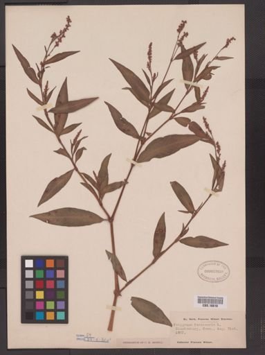 Polygonum persicaria