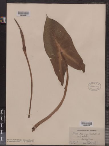 Peltandra virginica