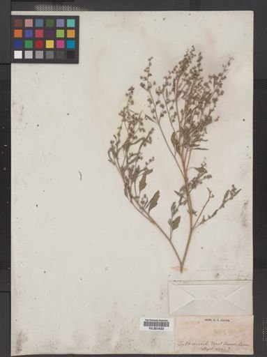 Chenopodium