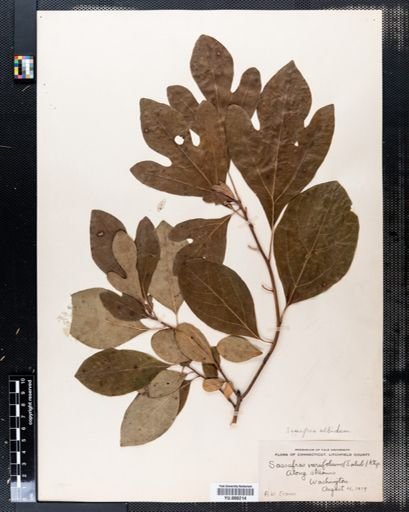 Sassafras albidum