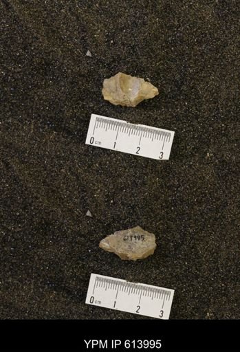 undet. Mollusca