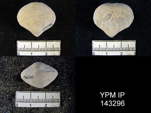Athyris sp.