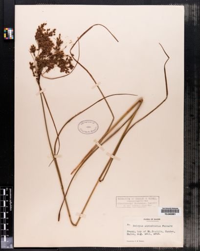 Scirpus atrocinctus