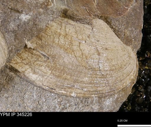 Limopsis striatopunctatus
