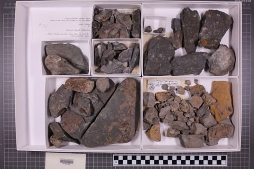 mixed taxa, stratigraphic collection