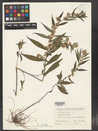 Solidago caesia