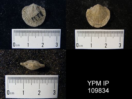 Atrypa reticularis