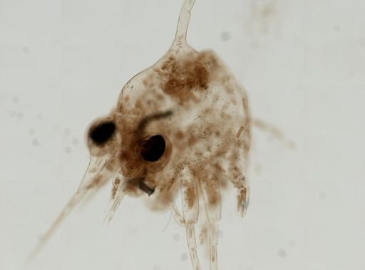 Brachyura