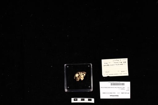 Osteichthyes