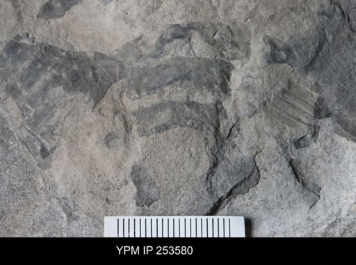 Eurypterida