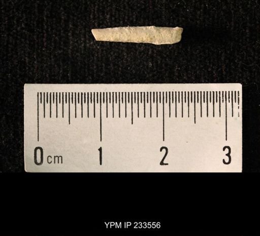 Archaeocidaris sp.