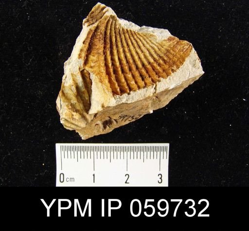 Spirifer hemicyclus