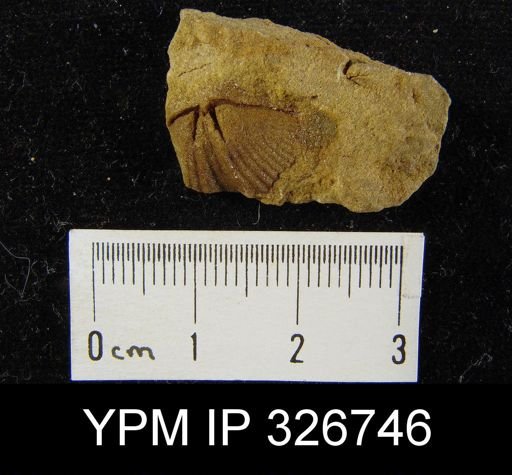Syringothyris sp.