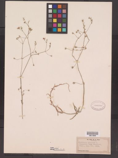 Stellaria graminea