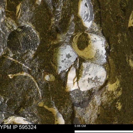 Protocardia sp.