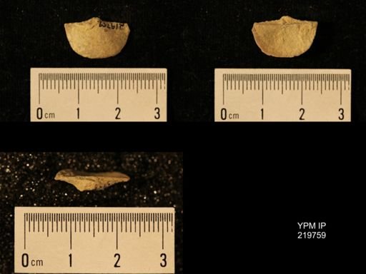 Chonetes granulifer