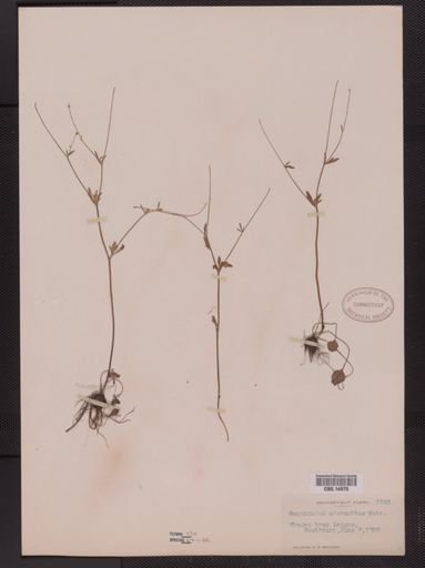 Ranunculus micranthus