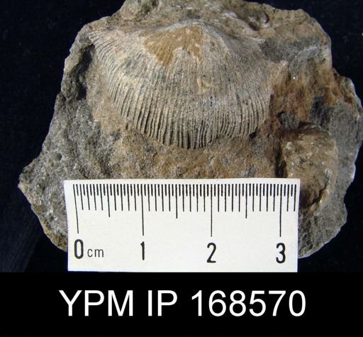 Stropheodonta demissa