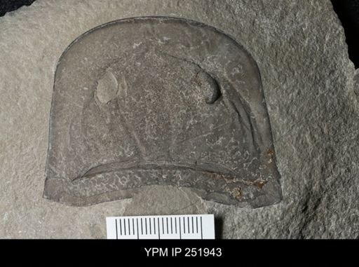 Eurypterus sp.