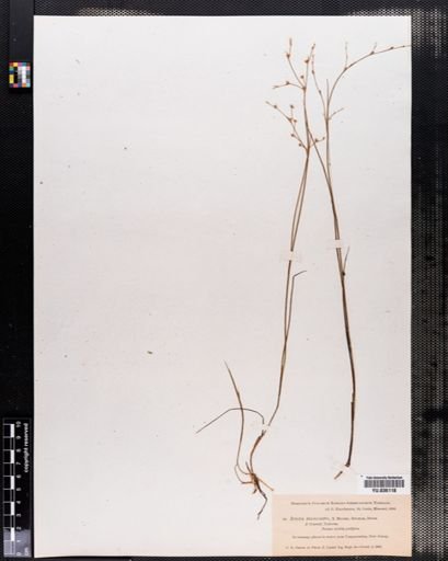 Juncus pelocarpus
