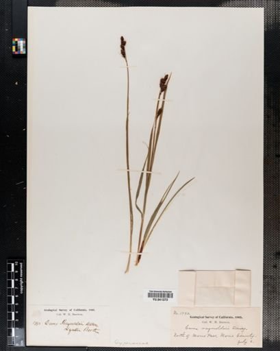 Carex