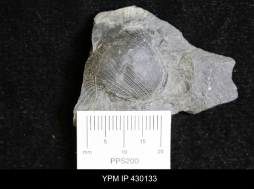 Retispira (Bucanopsis) leda