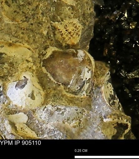 Corbulamella sp.