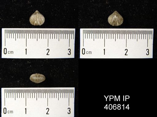 Microsphaeridorhynchus sp.