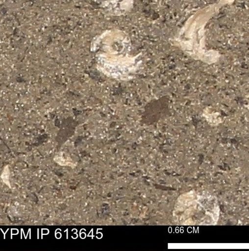 Scaphites sp.