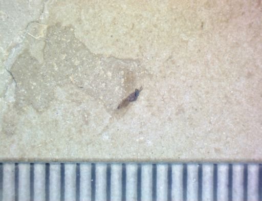 Hymenoptera?