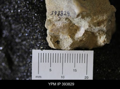 undet. Ostreidae