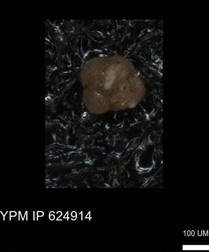 undet. Foraminiferida