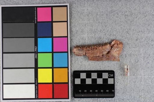 Mesohippus viejensis