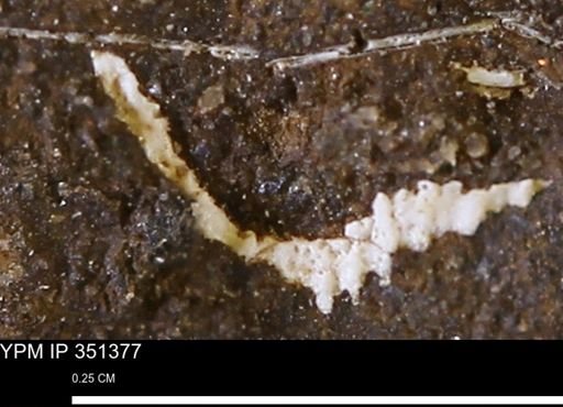 undet. Bivalvia