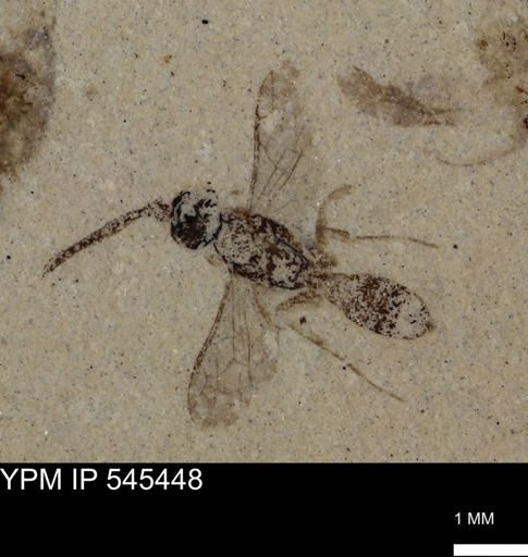 undet. Hymenoptera