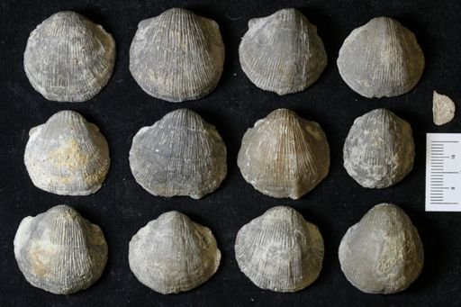 Stropheodonta subnavalis