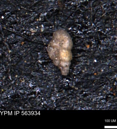 Bimonilina variana