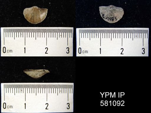 Strophonella?