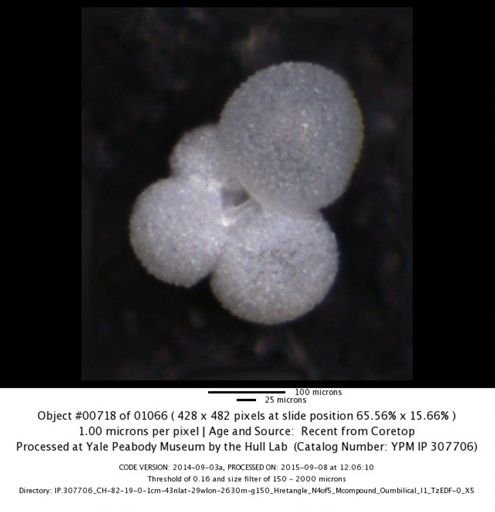 undet. Foraminiferida