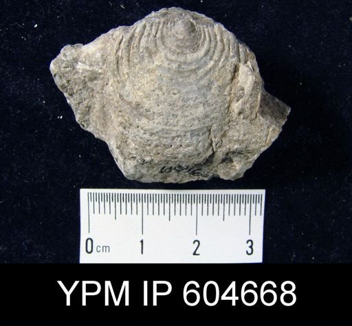 Overtonia?
