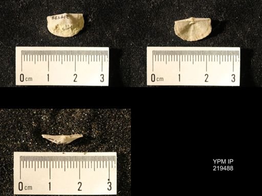 Chonetes granulifer
