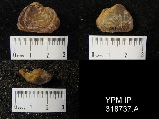 Productus cora