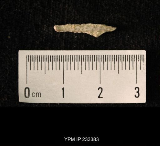 Archaeocidaris sp.