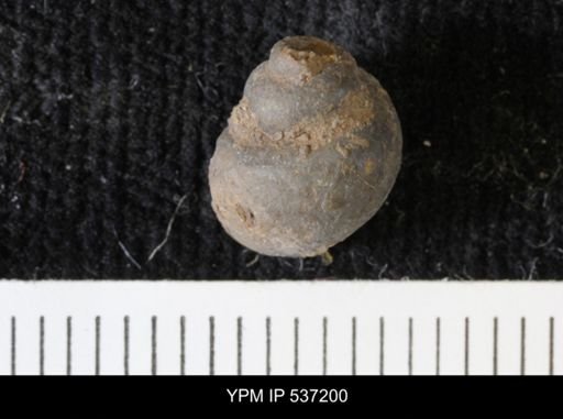 Viviparus montanaensis